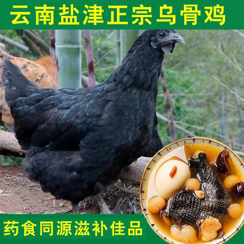 300天深山散养盐津乌骨鸡跑山鸡鲜活现杀冰鲜寄2.5斤