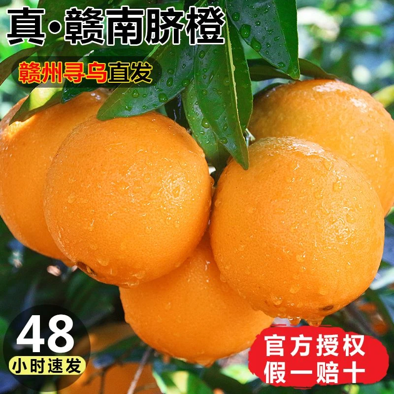 【地标产品】江西赣南鲜甜脐橙新鲜橙子3/5/9斤阳光天然发货采摘
