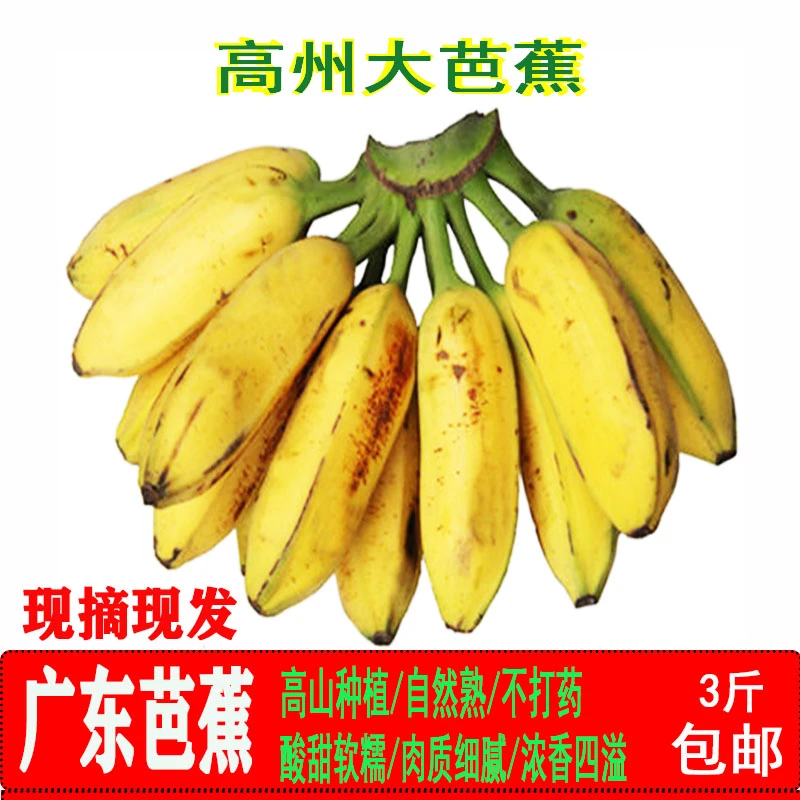 广东高州香蕉芭蕉大香蕉芭蕉高山采摘自然熟蕉芯广东新鲜应季水果