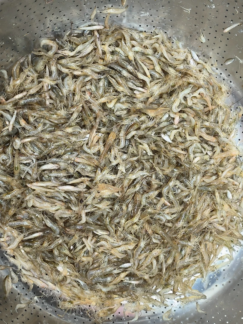 广东野生新鲜河虾小河虾当天捕劳水库野生包邮