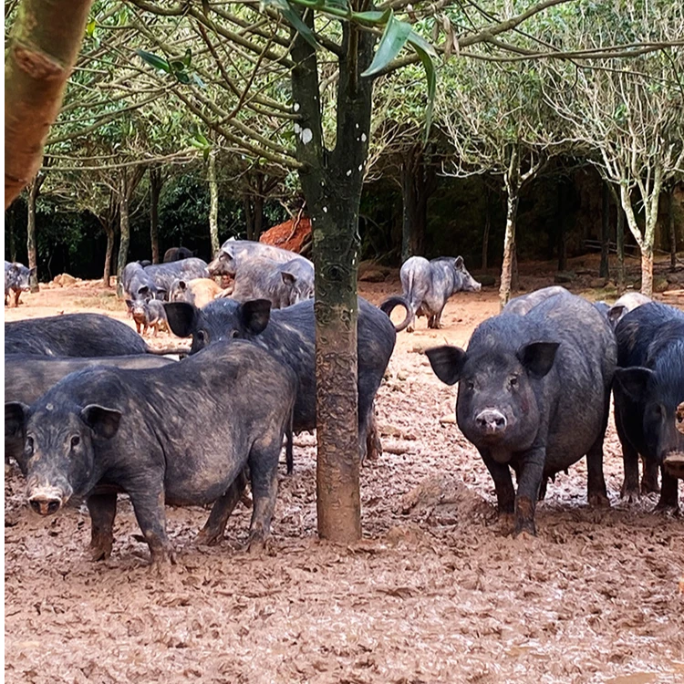 湘西黑猪野2代 龙骨杂骨4斤装1  顺丰冷链包邮