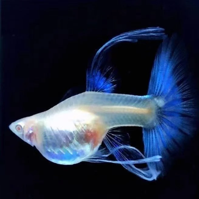 天空蓝孔雀鱼蓝白蝶翼大c绣球小型热带胎生孔雀鱼观赏鱼饲养活体