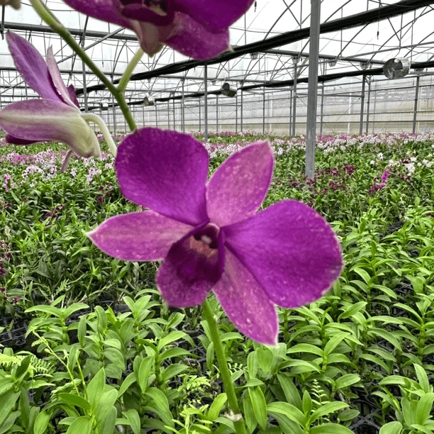 大紫眸大花高株型秋石斛石斛兰兰花开花机器爆花复花