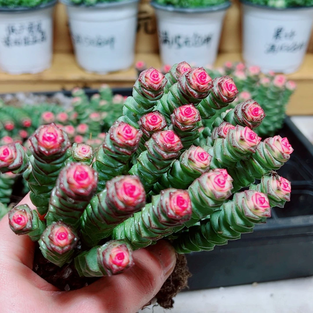 【闪购商品】彩色钱串