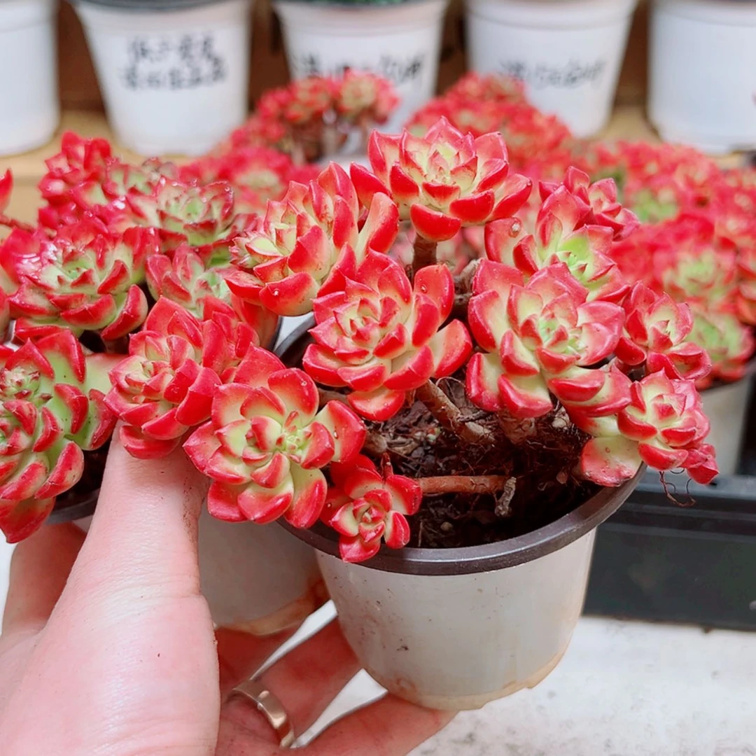 【闪购商品】圆盆蒂亚多肉