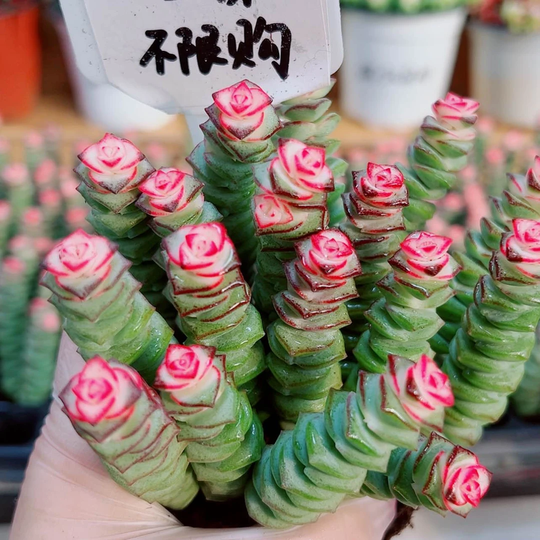 【闪购商品】1颗小苗彩色钱串