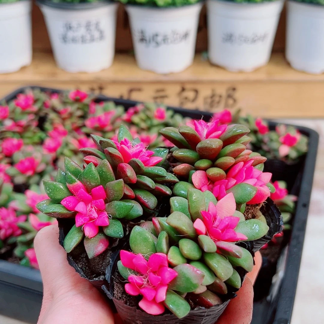 【闪购商品】3颗吹雪之松