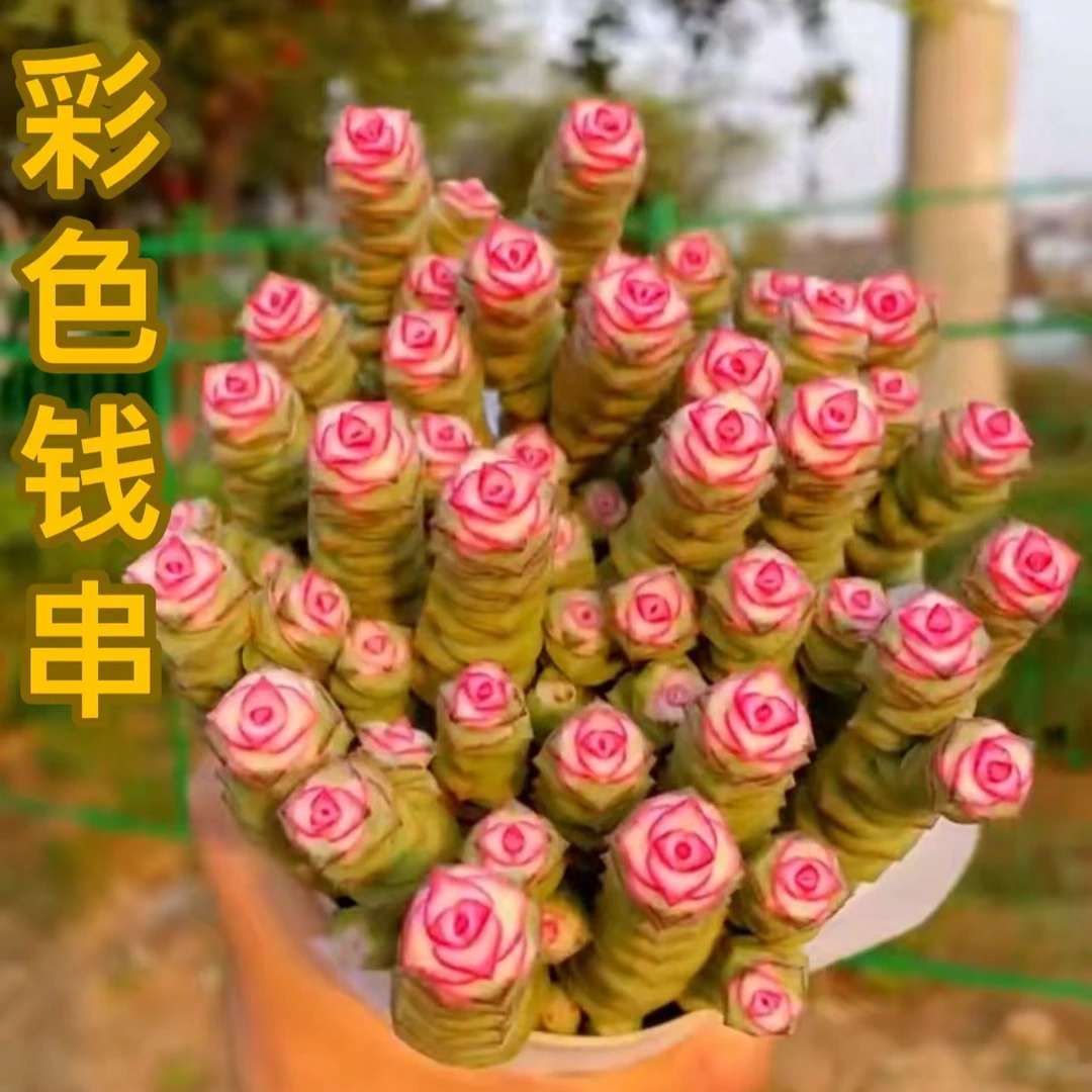彩色钱串锦多头群生多肉植物盆栽四季新手易养货绿植盆栽