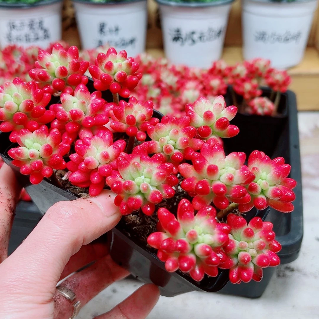 【闪购商品】转运珠