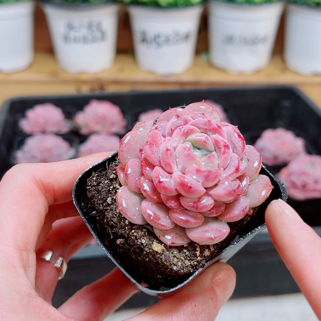 【闪购商品】恩宠多肉