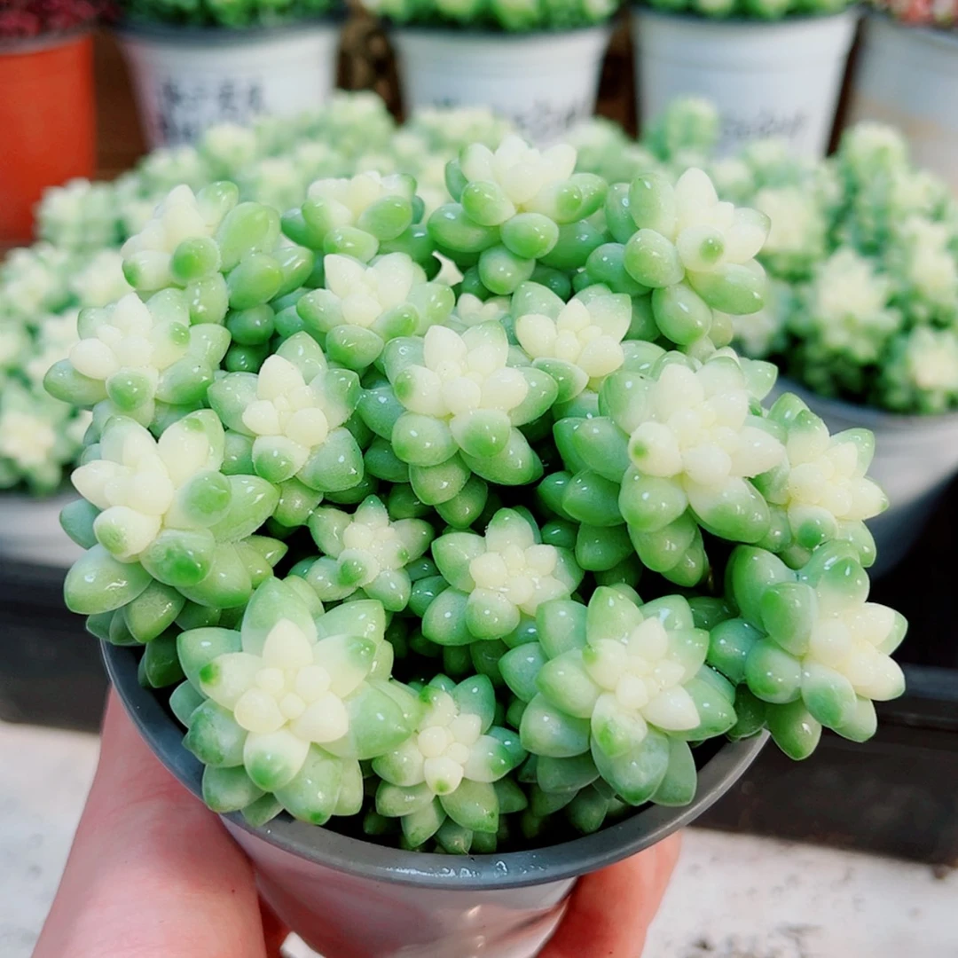 【闪购商品】大雪花玉坠