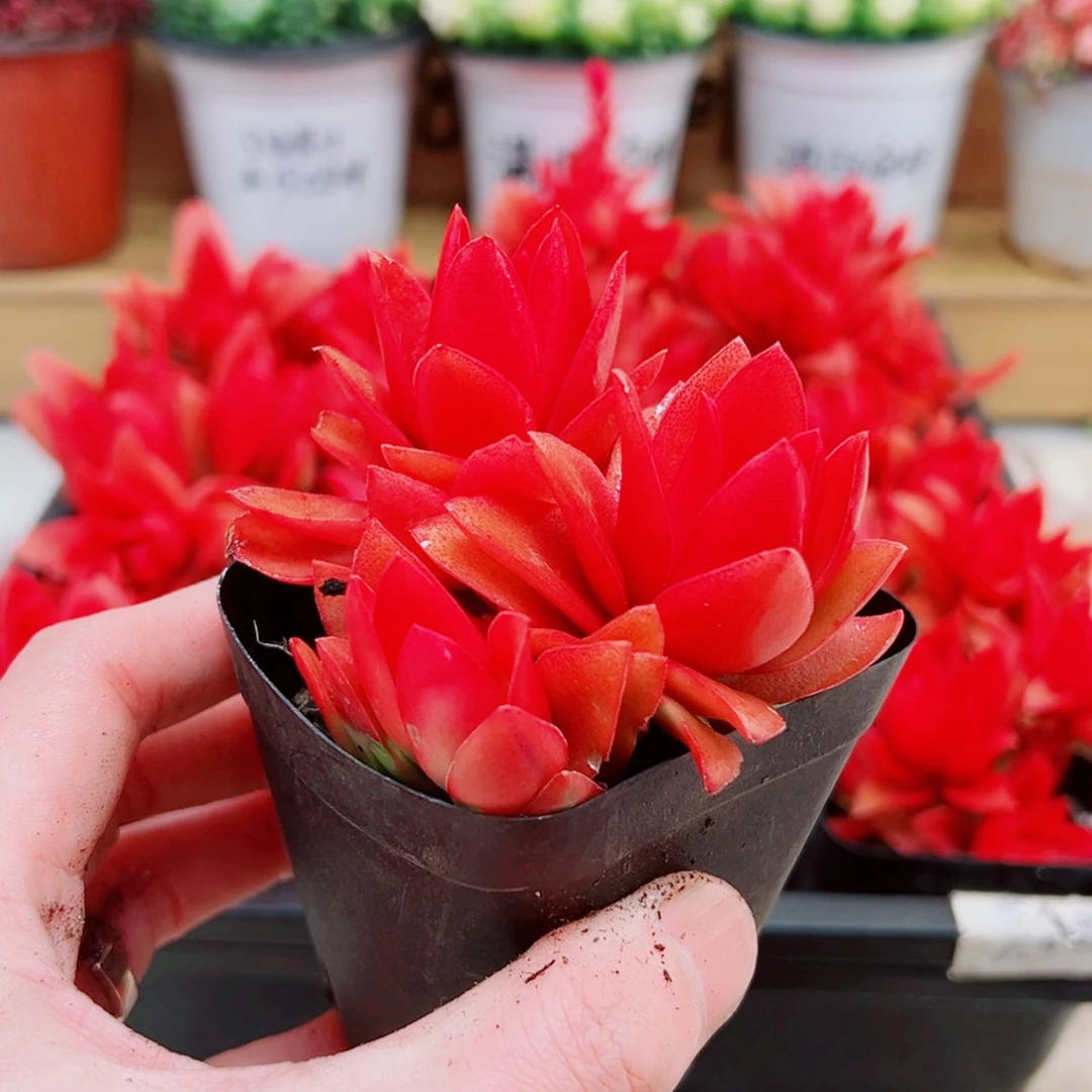 【闪购商品】火祭多肉