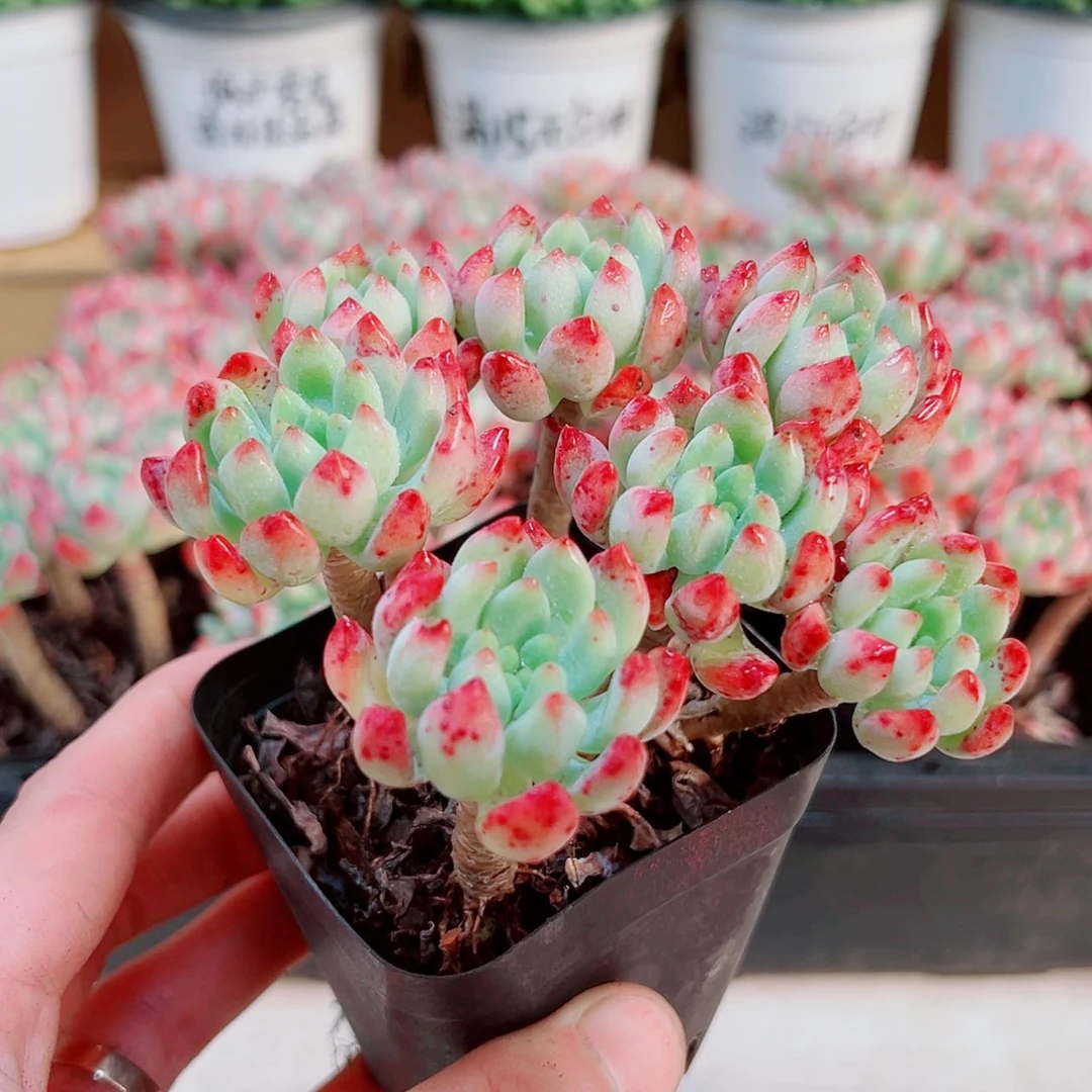 【闪购商品】红苹果多肉