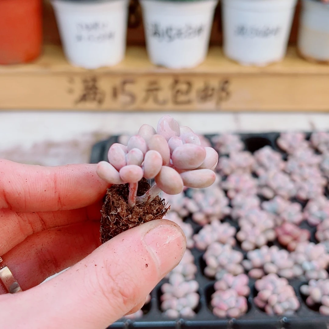 【闪购商品】1颗桃蛋