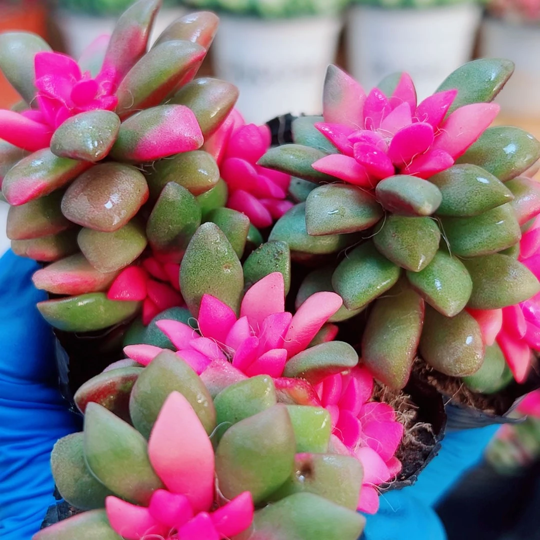 【闪购商品】3颗吹雪之松