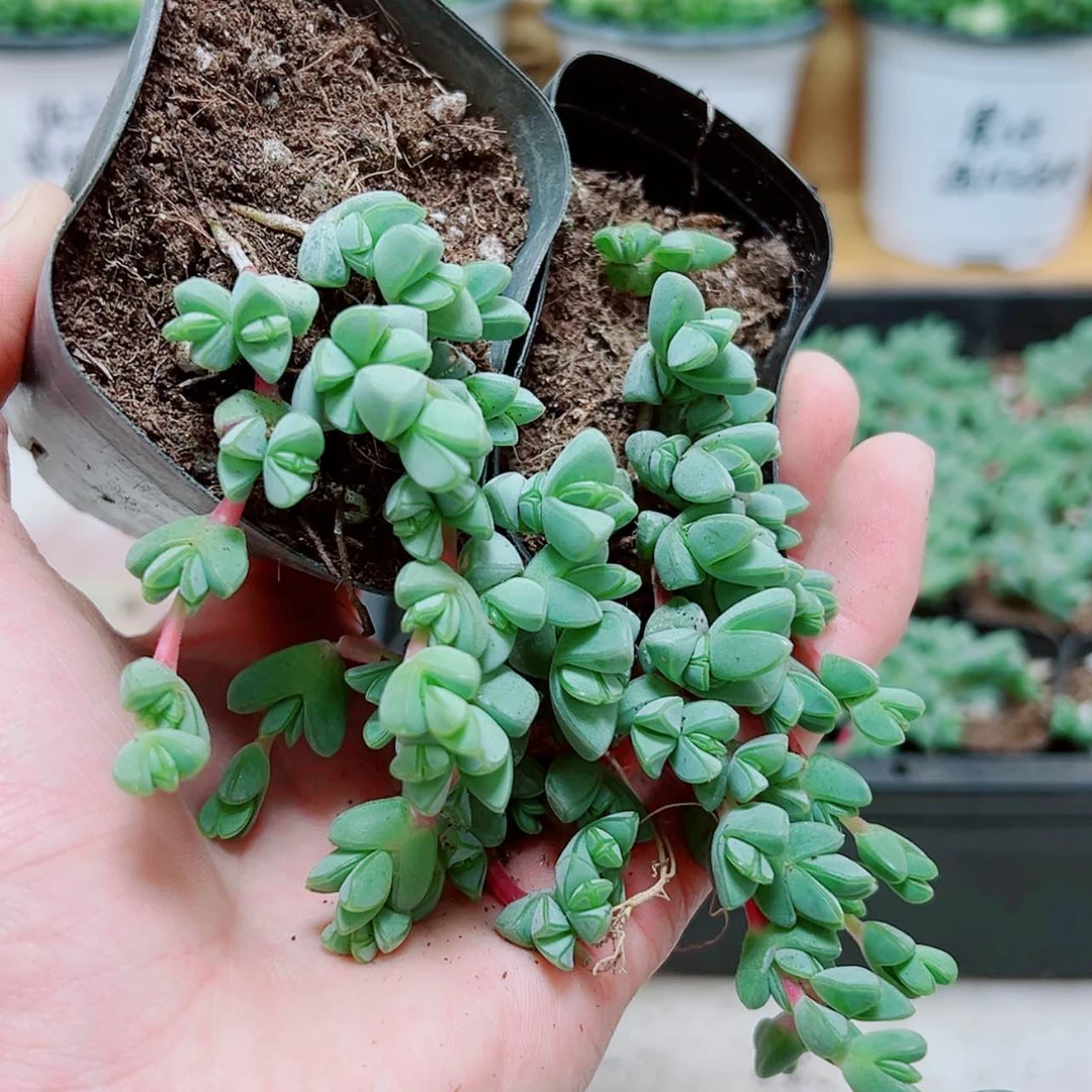 【闪购商品】碧玉莲