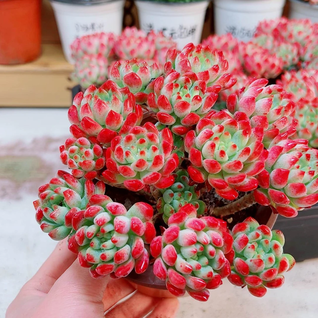 【闪购商品】大蓝精灵
