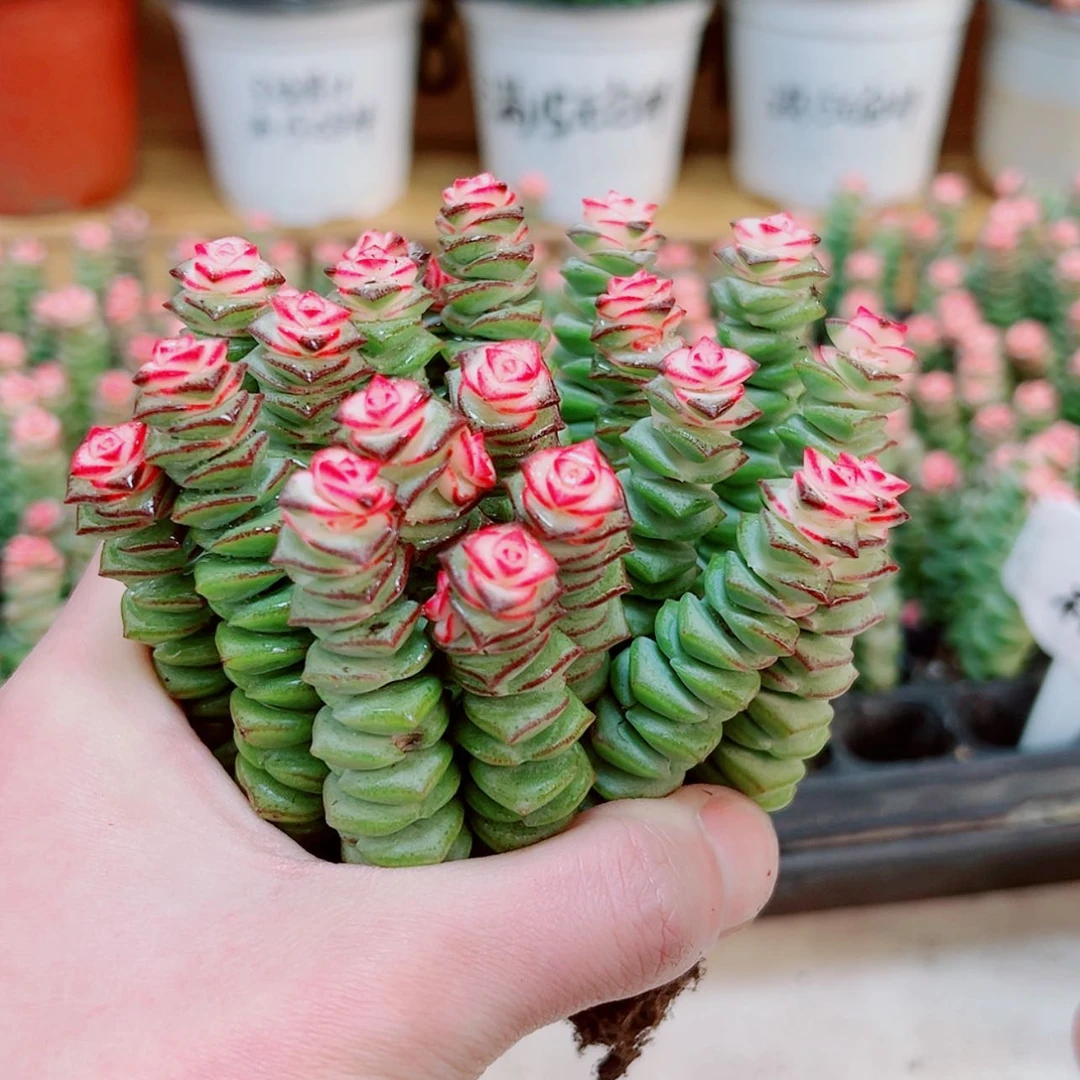 【闪购商品】1颗彩色钱串