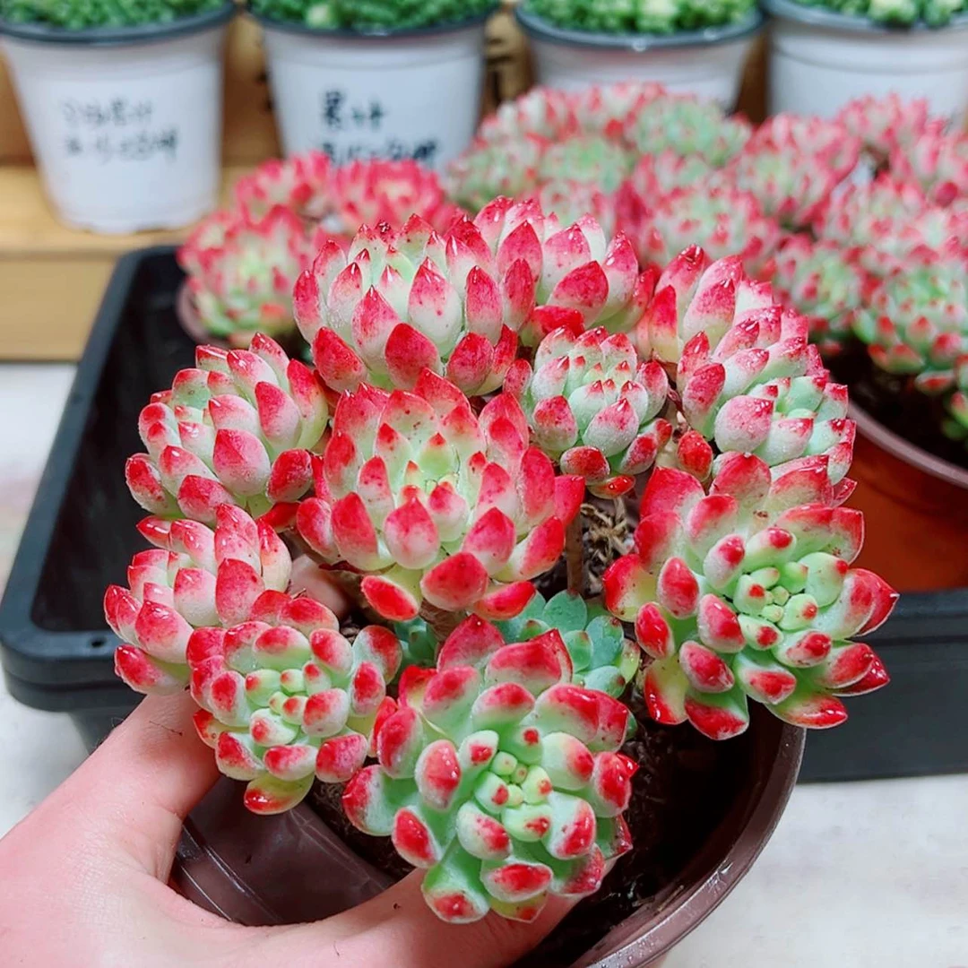 【闪购商品】大蓝精灵多肉