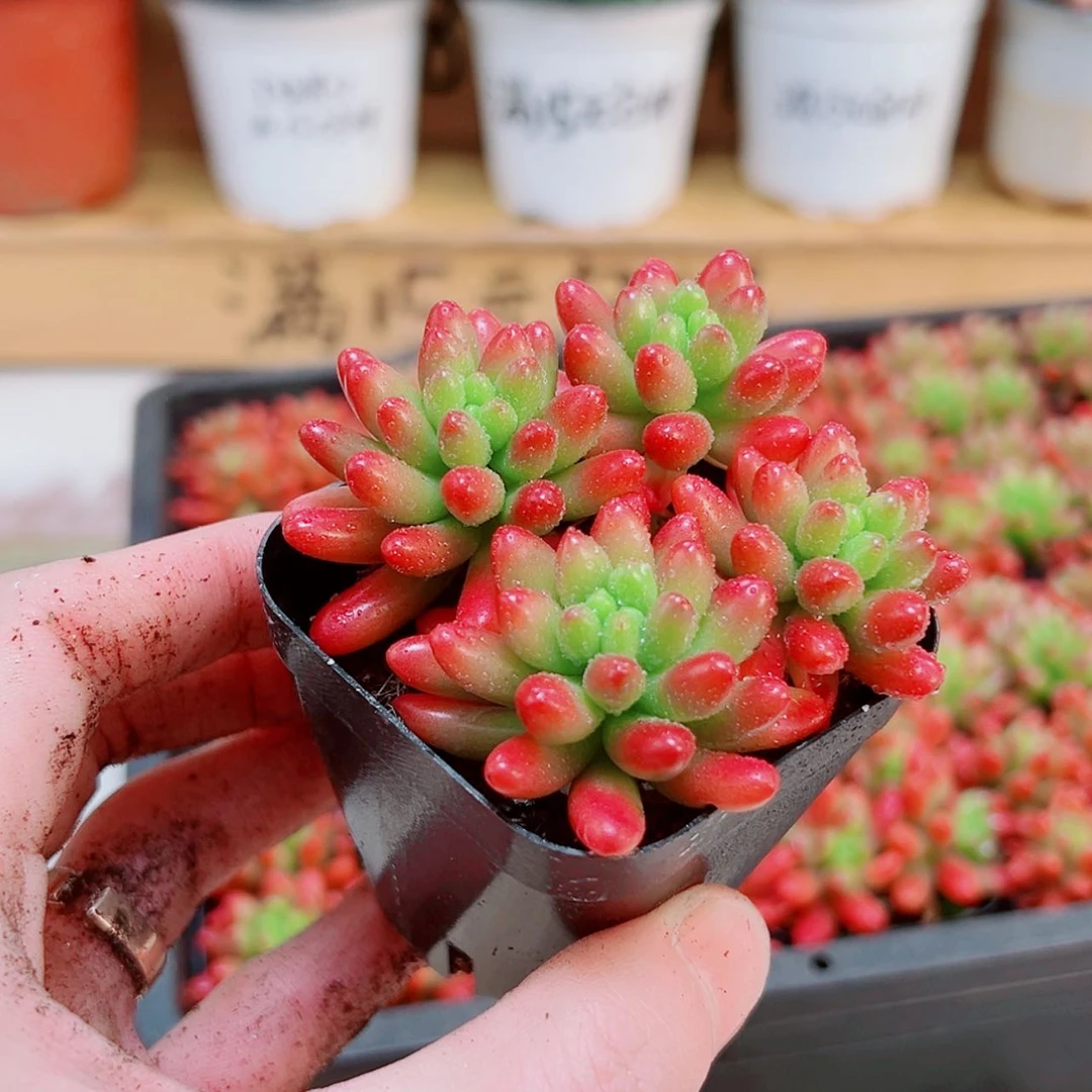 【闪购商品】虹之玉