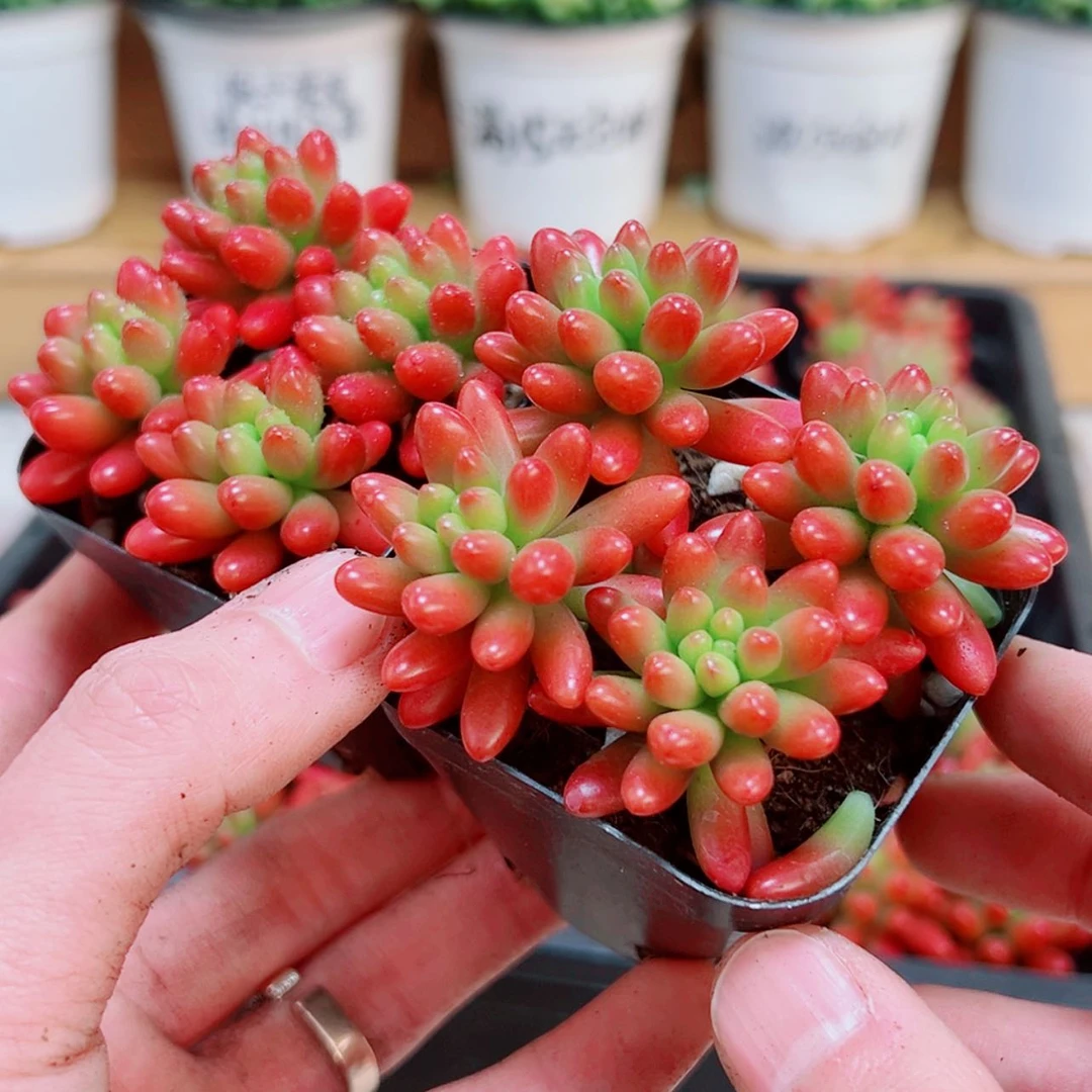 【闪购商品】红之玉
