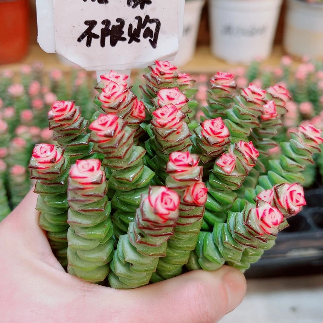 【闪购商品】1颗彩色钱串