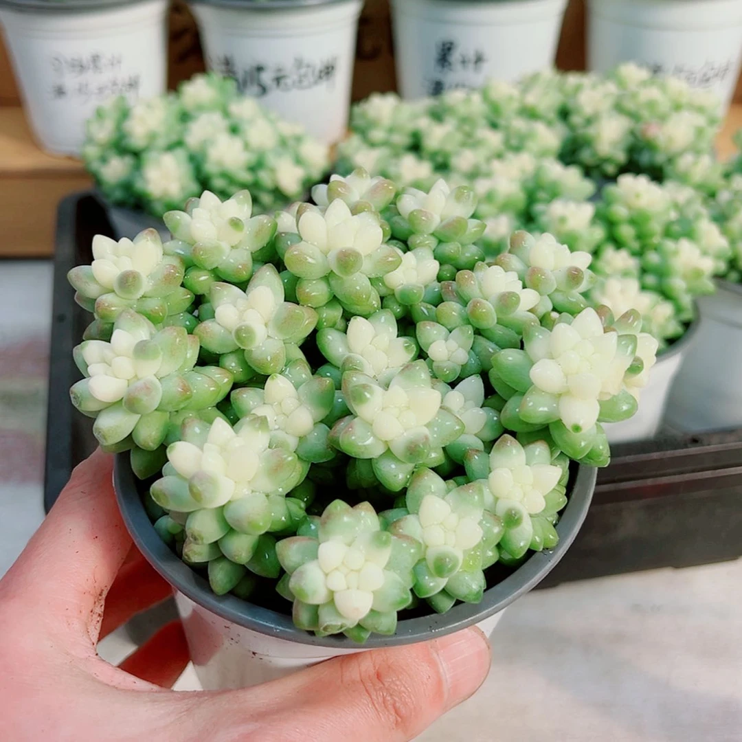 【闪购商品】大雪花玉坠多肉