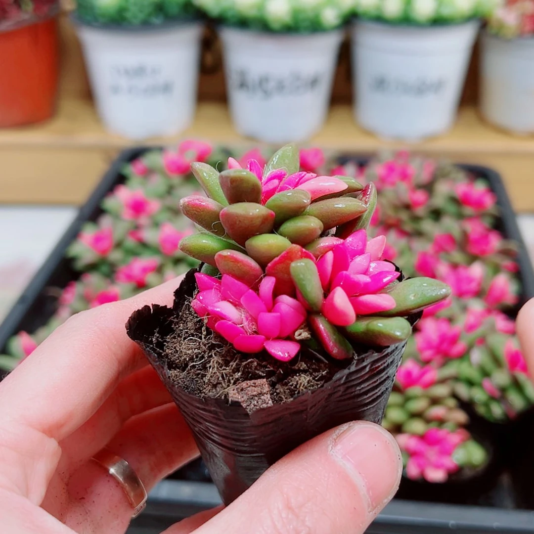 【闪购商品】3颗吹雪之松