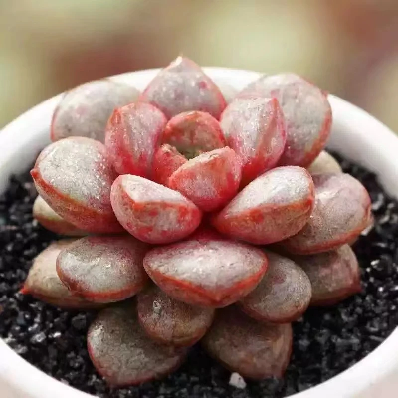 【凑满15元包邮】双头葡萄4-5厘米多肉植物【带塑料盆】