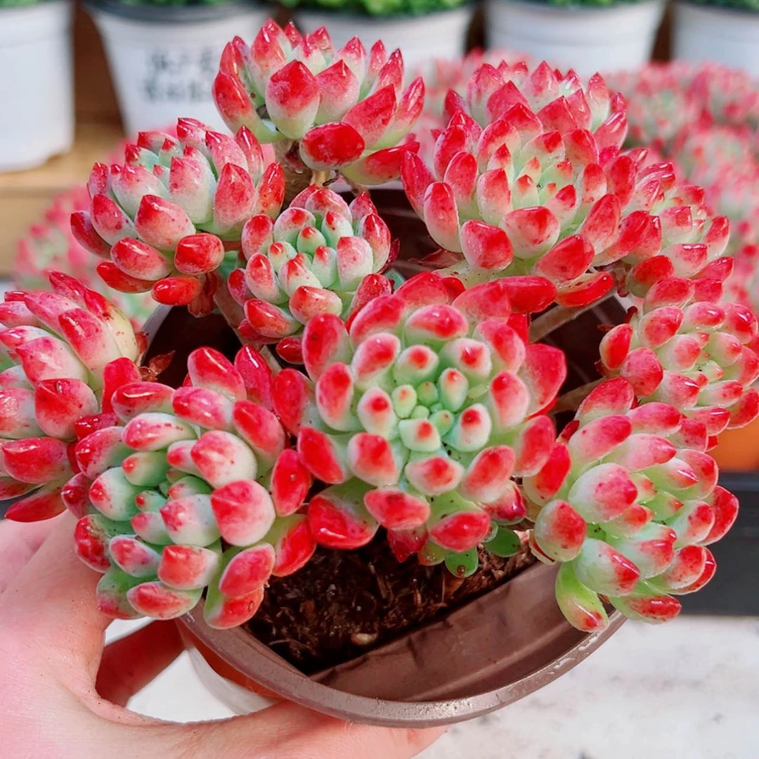 【闪购商品】大蓝精灵