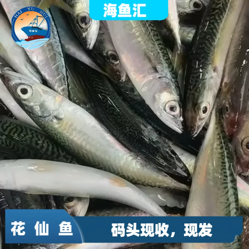 野生花仙鱼 青花鱼 祥芝港 顺丰冷链新鲜发货