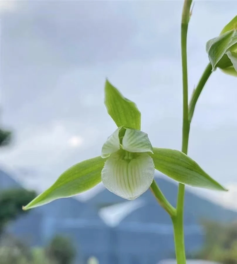 中国兰花细叶寒兰