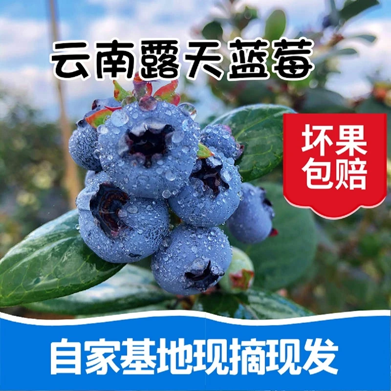 采摘鲜果蓝莓高端水果当季蓝梅云高山怡颗南孕妇整箱包邮顺丰野果