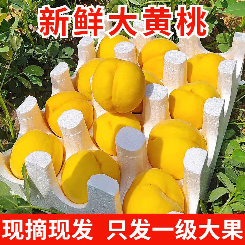 【店长强推】现摘山东金皇后黄桃蒙阴水果应季脆甜新鲜桃子蒙阴蜜桃
