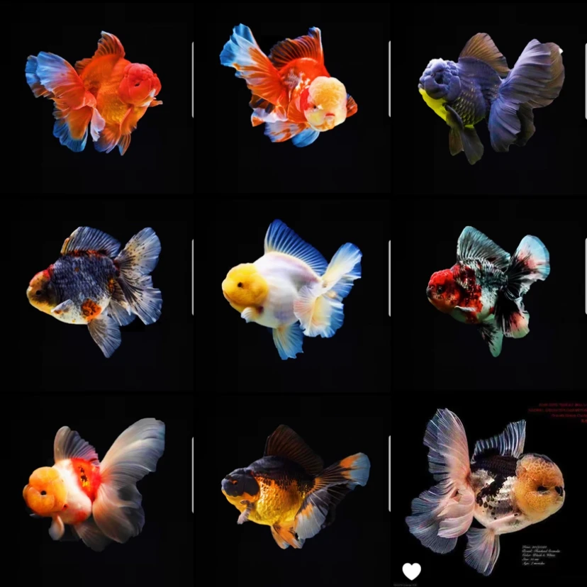 兰寿泰狮观赏鱼金鱼