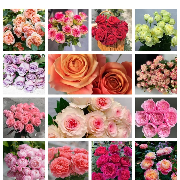 超低价 随机6棵月季（玫瑰）小苗，随机品种不支持备注