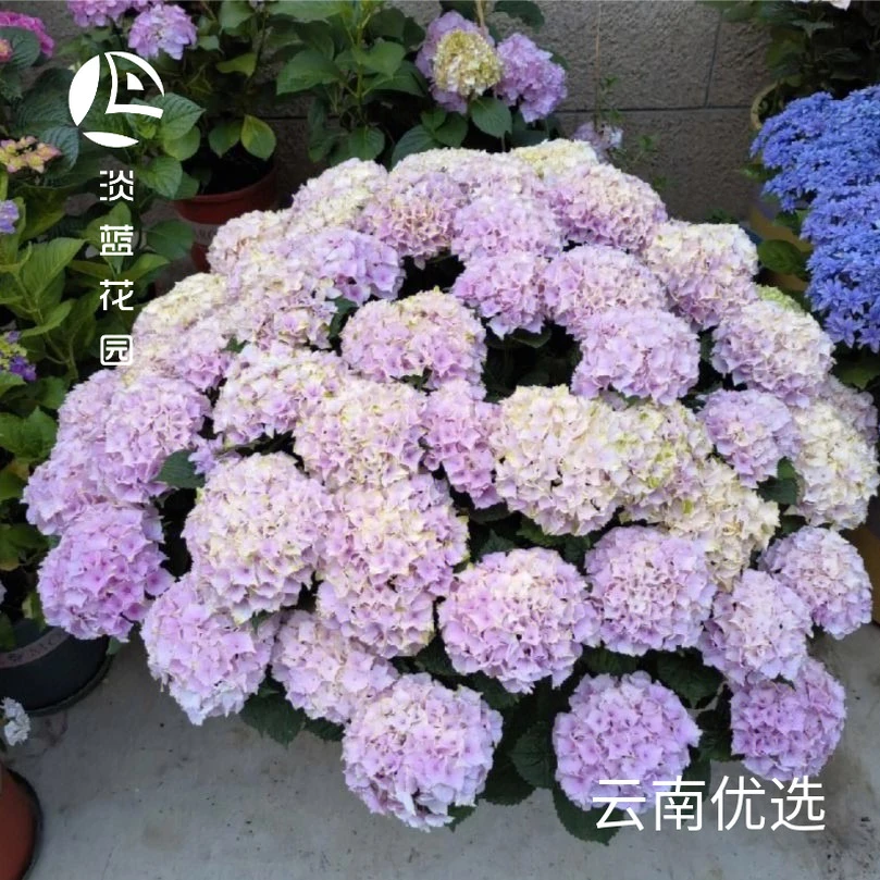 淡蓝花园【魔幻15加仑】系列绣球盆栽-阳台花园庭院绿植盆栽