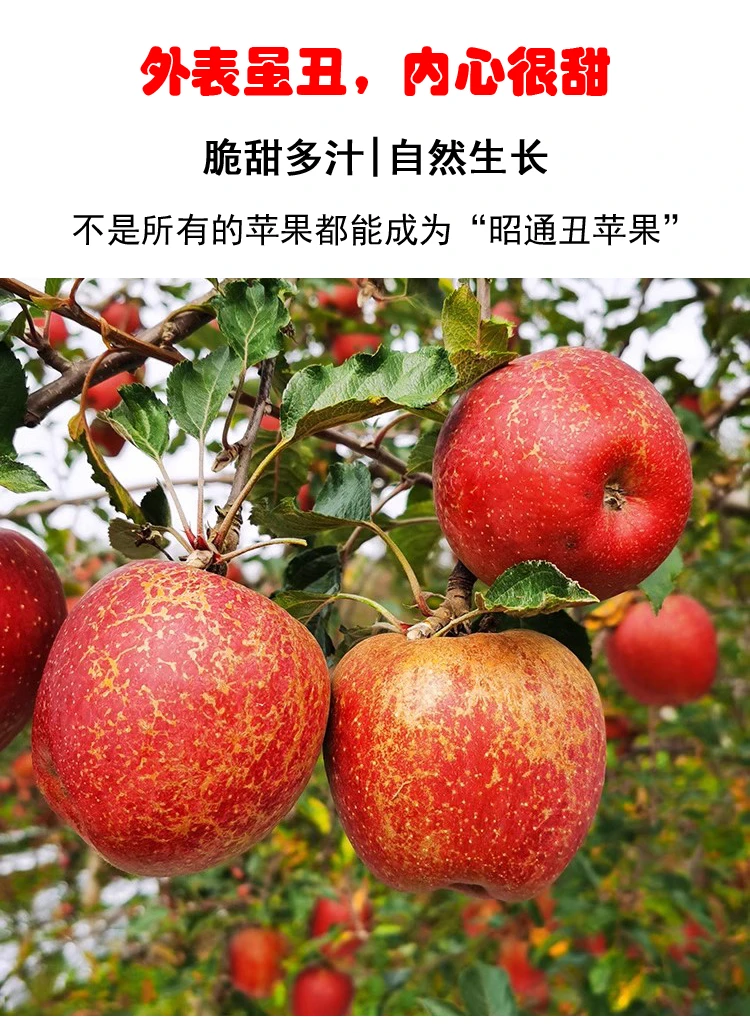 昭通冰糖心丑苹果新鲜现摘现发