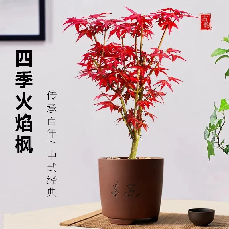四季红枫树日本红枫盆景红舞姬室内盆栽庭院植物