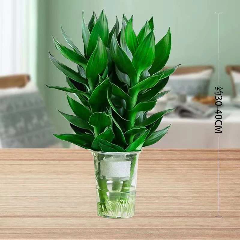 水培观音竹易活绿植富贵竹盆栽室内养护简单卫生四季常青