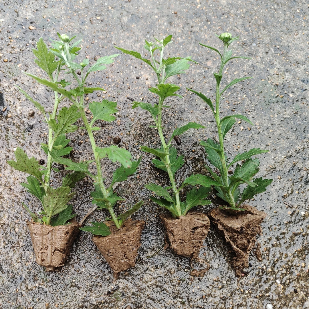 菊花苗四季开花九月大菊盆栽可食用室内外阳台好养耐寒花卉养不死