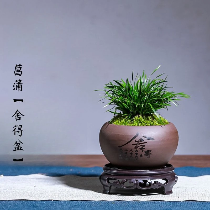 微型盆景金钱菖蒲黄金姬虎须水培随手香盆栽水陆缸造景绿植