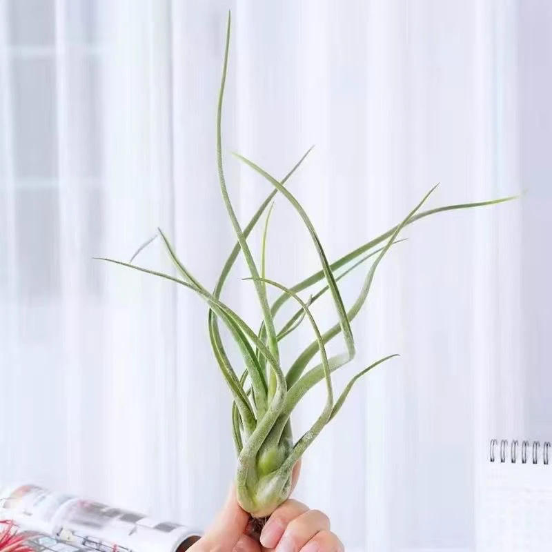 空气凤梨大号美杜莎(20-25cm)懒人植物 带三角底座