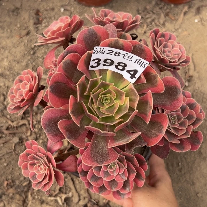 3984美杜莎多肉植物