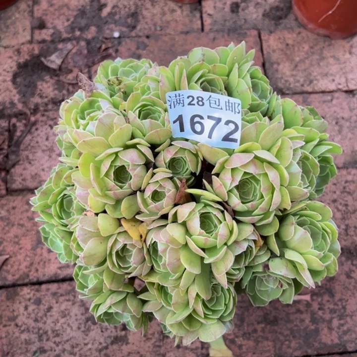 1672万圣节多肉植物