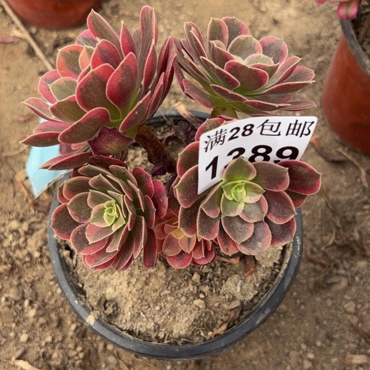 云****道1389北鹏多肉植物