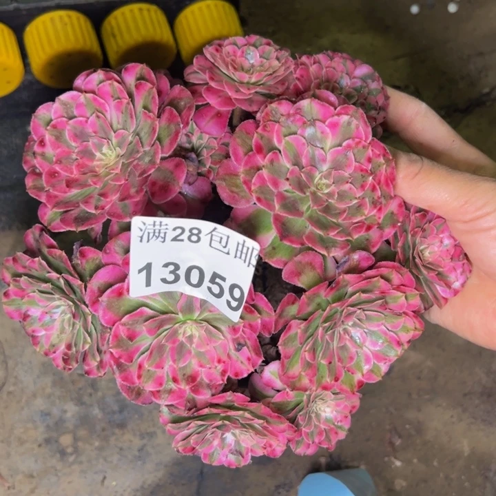 13059同白多肉植物