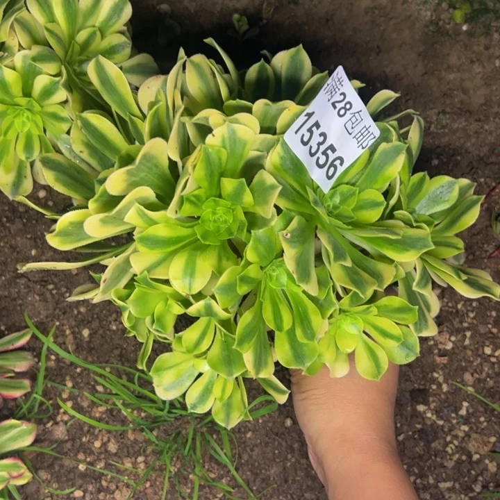 15356金丝多肉植物
