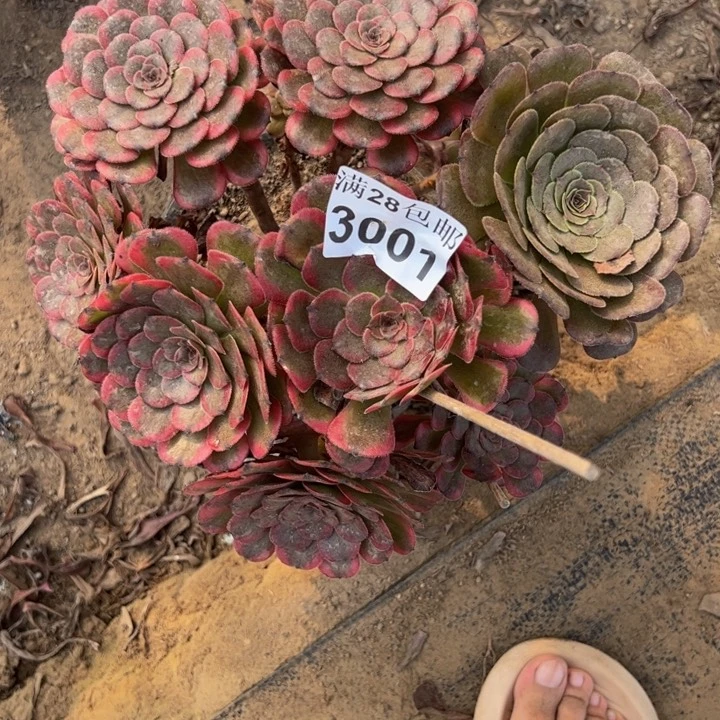 3001红金刚多肉植物