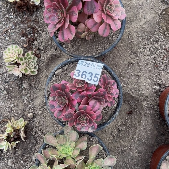 3635三颗多肉植物